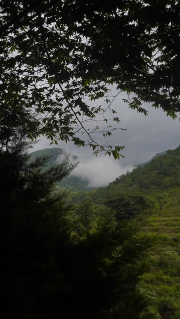 Mist in a forested valley.